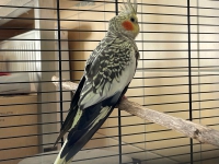 thumb_IMG_2562 (002)